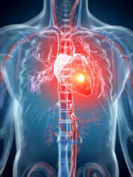 人类心脏及其血管系统的未来主义图形代表