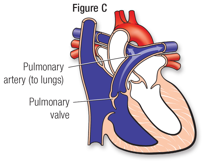正常心脏图C