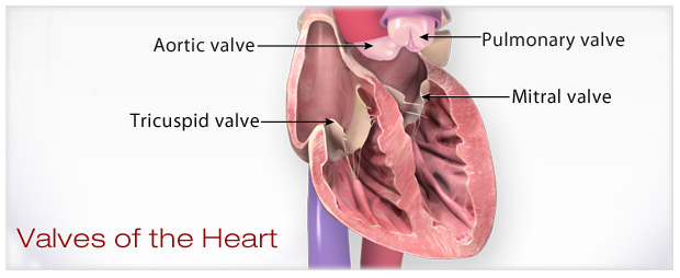 心脏瓣膜的图解