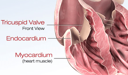 心脏图显示心脏的心肌层
