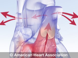 心脏瓣膜解剖动画